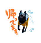 西荻窪の名犬、こぐまちゃんのスタンプ（個別スタンプ：13）