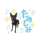西荻窪の名犬、こぐまちゃんのスタンプ（個別スタンプ：14）