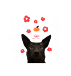 西荻窪の名犬、こぐまちゃんのスタンプ（個別スタンプ：24）