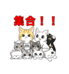 猫のキングのスタンプ（個別スタンプ：16）