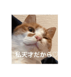 猫合わせてあつめて（個別スタンプ：1）