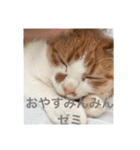 猫合わせてあつめて（個別スタンプ：2）