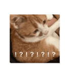 猫合わせてあつめて（個別スタンプ：3）