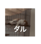 猫合わせてあつめて（個別スタンプ：4）