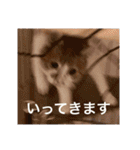 猫合わせてあつめて（個別スタンプ：5）