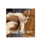 猫合わせてあつめて（個別スタンプ：6）