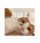 猫合わせてあつめて（個別スタンプ：7）