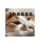 猫合わせてあつめて（個別スタンプ：9）