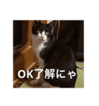 猫合わせてあつめて（個別スタンプ：10）