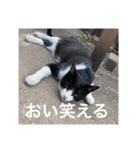 猫合わせてあつめて（個別スタンプ：11）
