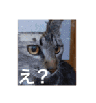 猫合わせてあつめて（個別スタンプ：12）