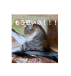 猫合わせてあつめて（個別スタンプ：13）