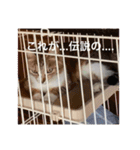 猫合わせてあつめて（個別スタンプ：14）