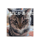 猫合わせてあつめて（個別スタンプ：16）