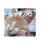 猫合わせてあつめて（個別スタンプ：17）