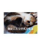 猫合わせてあつめて（個別スタンプ：18）