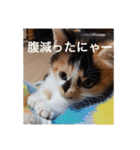 猫合わせてあつめて（個別スタンプ：19）