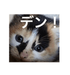 猫合わせてあつめて（個別スタンプ：20）
