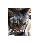 猫合わせてあつめて（個別スタンプ：21）