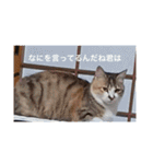 猫合わせてあつめて（個別スタンプ：23）