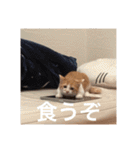 猫合わせてあつめて（個別スタンプ：24）