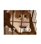猫合わせてあつめて（個別スタンプ：25）