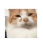 猫合わせてあつめて（個別スタンプ：26）