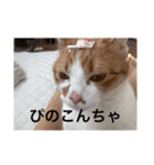 猫合わせてあつめて（個別スタンプ：27）