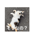 猫合わせてあつめて（個別スタンプ：28）