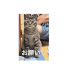 猫合わせてあつめて（個別スタンプ：29）