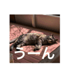 猫合わせてあつめて（個別スタンプ：30）