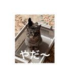 猫合わせてあつめて（個別スタンプ：31）