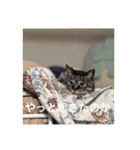 猫合わせてあつめて（個別スタンプ：32）