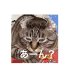 猫合わせてあつめて（個別スタンプ：33）