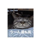 猫合わせてあつめて（個別スタンプ：34）