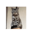猫合わせてあつめて（個別スタンプ：36）