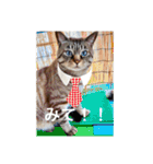 猫合わせてあつめて（個別スタンプ：37）