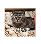 猫合わせてあつめて（個別スタンプ：38）
