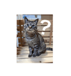 猫合わせてあつめて（個別スタンプ：39）