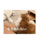 猫合わせてあつめて（個別スタンプ：40）