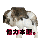 《実写版》ゆる猫の日常あいさつ 4（個別スタンプ：9）