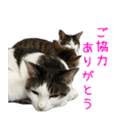 《実写版》ゆる猫の日常あいさつ 4（個別スタンプ：10）