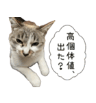 《実写版》ゆる猫の日常あいさつ 4（個別スタンプ：14）