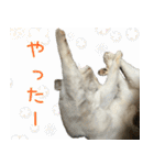 《実写版》ゆる猫の日常あいさつ 4（個別スタンプ：17）