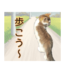 《実写版》ゆる猫の日常あいさつ 4（個別スタンプ：32）