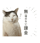 《実写版》ゆる猫の日常あいさつ 4（個別スタンプ：39）