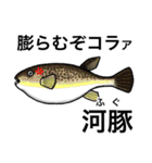 怒魚 釣り好きにしか伝わらないスタンプ（個別スタンプ：31）