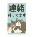 【夏のお便り】モフ猫連合の夏【デカ文字】（個別スタンプ：24）