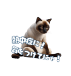 にゃんと安全！熱中症対策スタンプ（個別スタンプ：2）