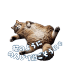 にゃんと安全！熱中症対策スタンプ（個別スタンプ：9）